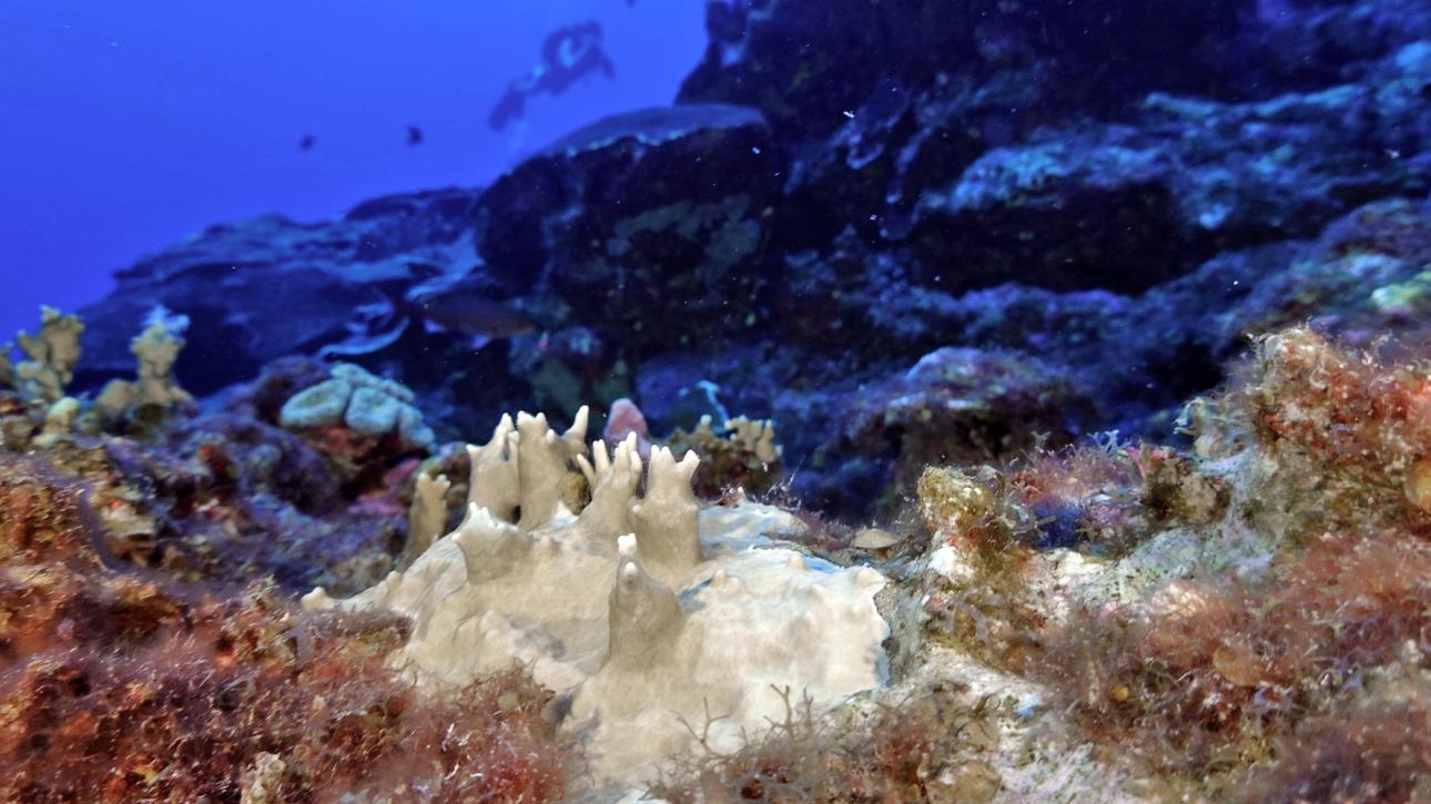 Τα κοράλλια αργοσβήνουν στους ωκεανούς -Η μαζική λεύκανσή τους διαταράσσει τη θαλάσσια ζωή και την οικονομία