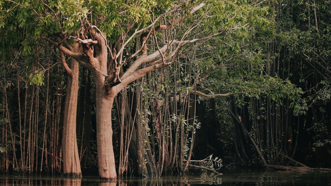 Η καταστροφή των τροπικών δασών επιβραδύνεται, αλλά παραμένει ανησυχητική