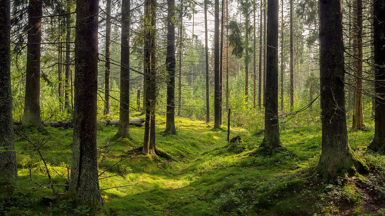 Ποια είναι η σημασία των ευρωπαϊκών δασών στον αγώνα για το κλίμα
